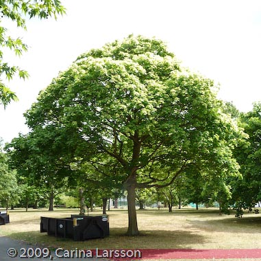 Acer cappadocicum